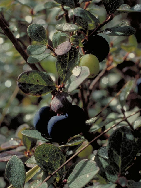 Vaccinium uliginosum (Bog blueberry) #3976