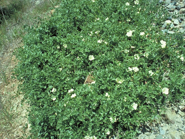 Calystegia occidentalis ssp. occidentalis (Chaparral false bindweed) #4001