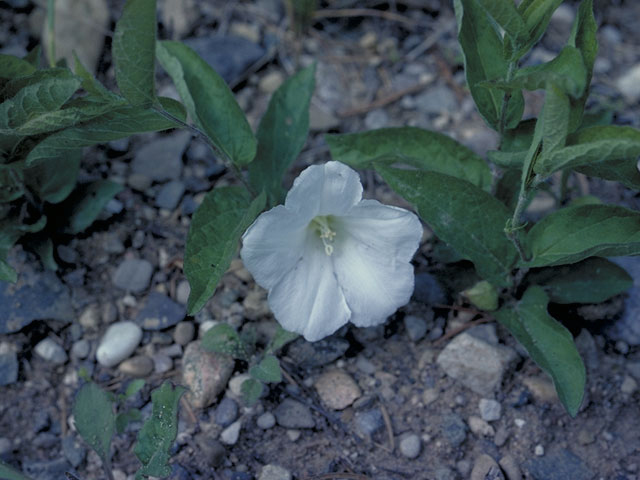 Calystegia spithamaea ssp. spithamaea (Low false bindweed) #4007