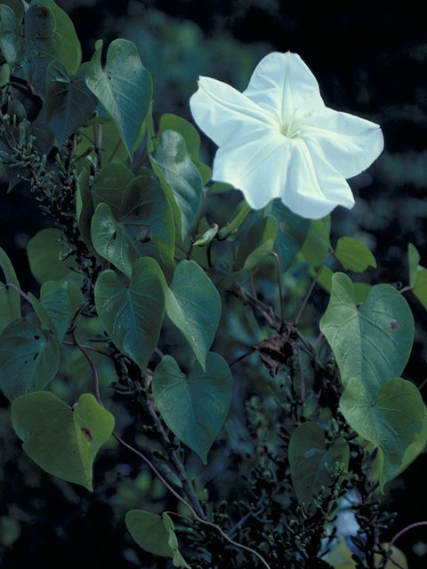 Ipomoea alba (Moonflower) #4019