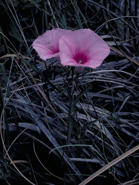 Ipomoea sagittata (Saltmarsh morning-glory) #4052