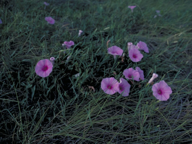 Ipomoea sagittata (Saltmarsh morning-glory) #4054