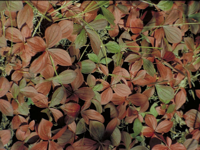 Cornus canadensis (Bunchberry dogwood) #4072