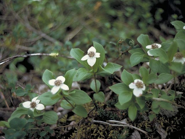 Cornus canadensis (Bunchberry dogwood) #4075