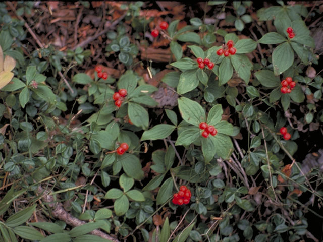 Cornus canadensis (Bunchberry dogwood) #4077
