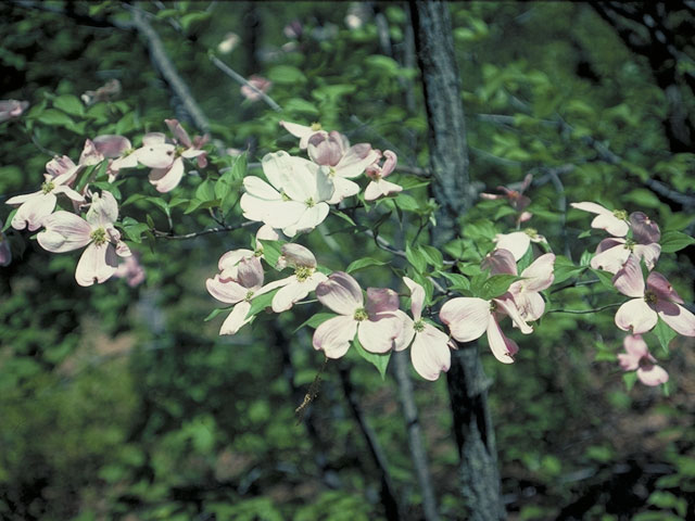 Cornus florida (Flowering dogwood) #4085