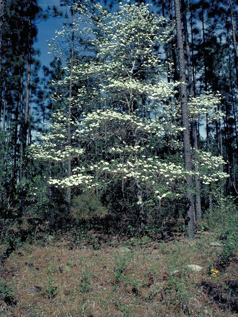 Cornus florida (Flowering dogwood) #4087