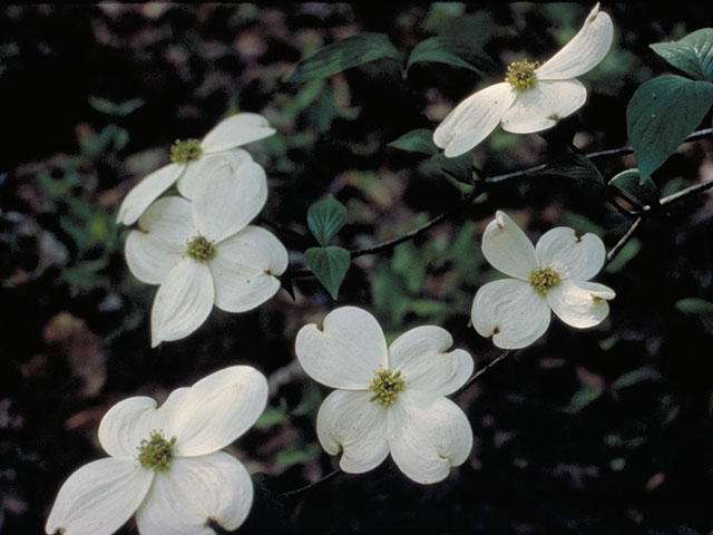 Cornus florida (Flowering dogwood) #4088
