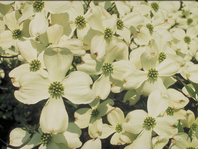 Cornus florida (Flowering dogwood) #4091