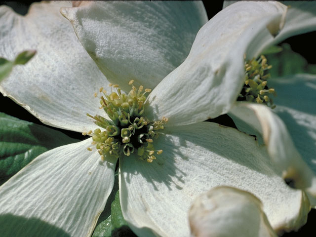 Cornus florida (Flowering dogwood) #4094