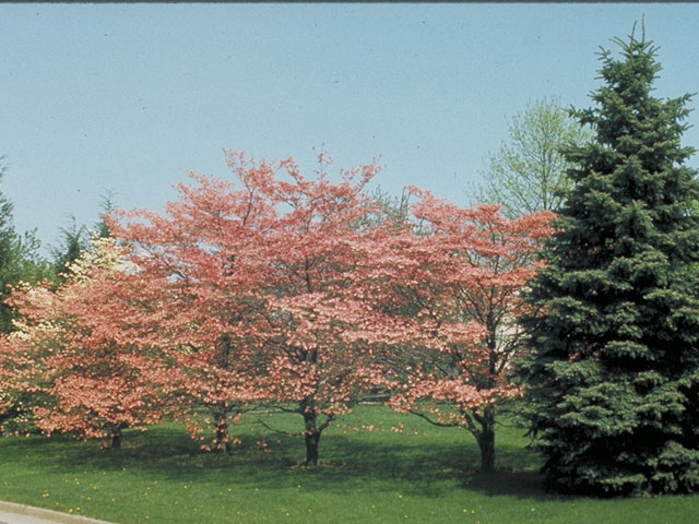 Cornus florida (Flowering dogwood) #4095