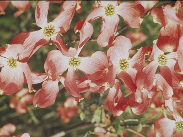 Cornus florida (Flowering dogwood) #4096