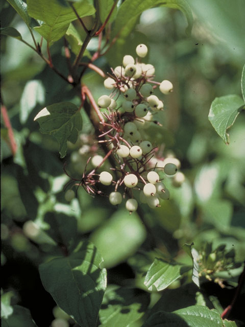 Cornus sericea ssp. sericea (Redosier dogwood) #4107