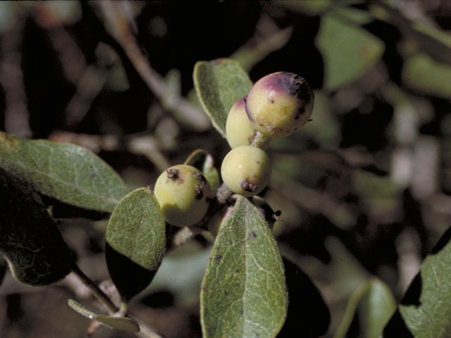 Garrya ovata ssp. lindheimeri (Lindheimer's silktassel) #4108