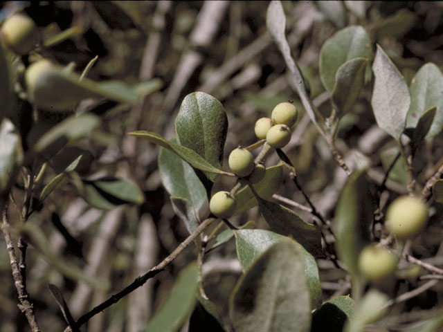 Garrya ovata ssp. lindheimeri (Lindheimer's silktassel) #4109