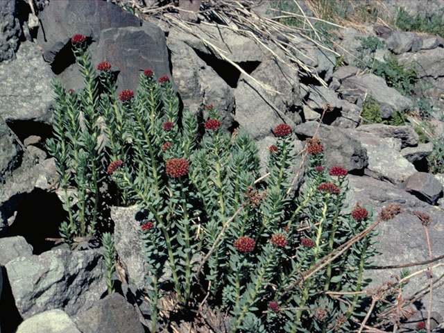 Rhodiola integrifolia ssp. integrifolia (Ledge stonecrop) #4130