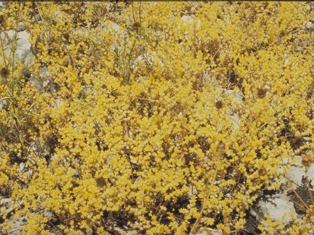 Sedum nuttallianum (Yellow stonecrop) #4136