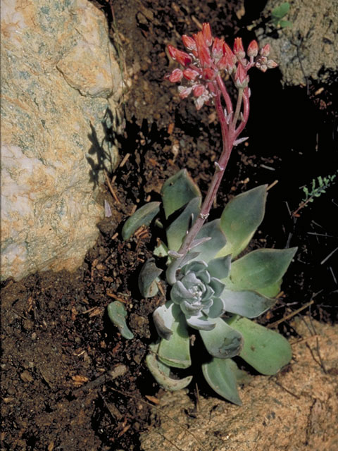 Sedum obtusatum (Sierra stonecrop) #4139
