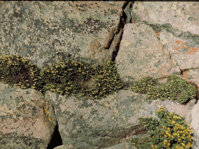 Sedum stenopetalum (Wormleaf stonecrop) #4150