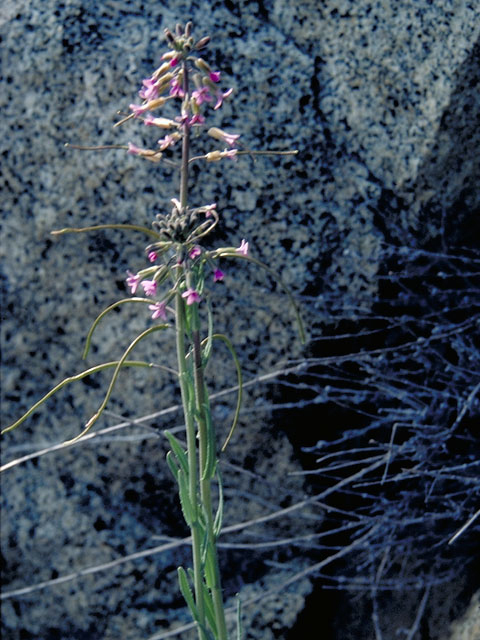 Arabis sparsiflora (Sicklepod rockcress) #4164