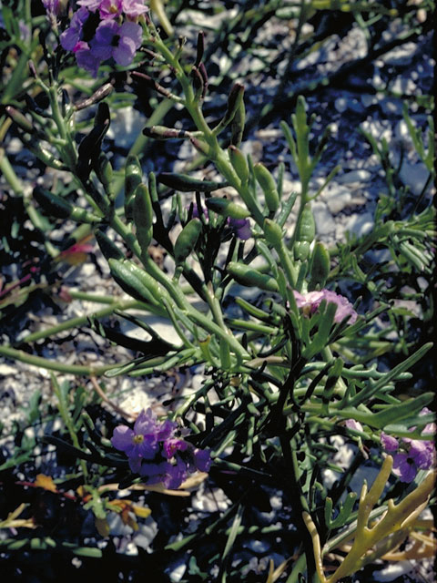 Cakile geniculata (Gulf searocket) #4178