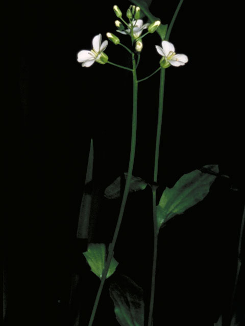 Cardamine pratensis (Cuckoo flower) #4190