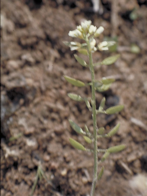 Draba cuneifolia (Wedgeleaf draba) #4220
