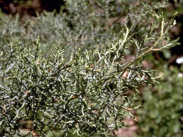 Hesperocyparis arizonica  (Arizona cypress) #16751