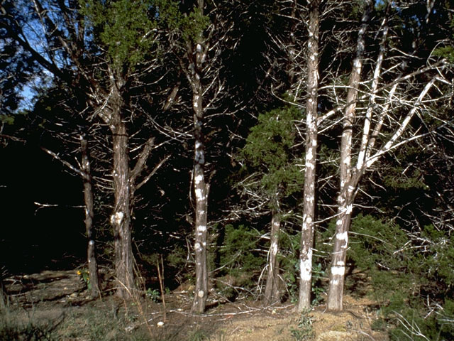 Juniperus ashei (Ashe juniper) #16754