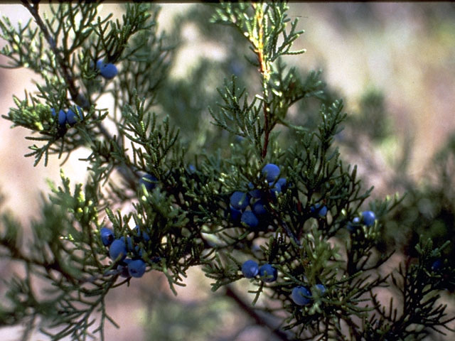 Juniperus ashei (Ashe juniper) #16755
