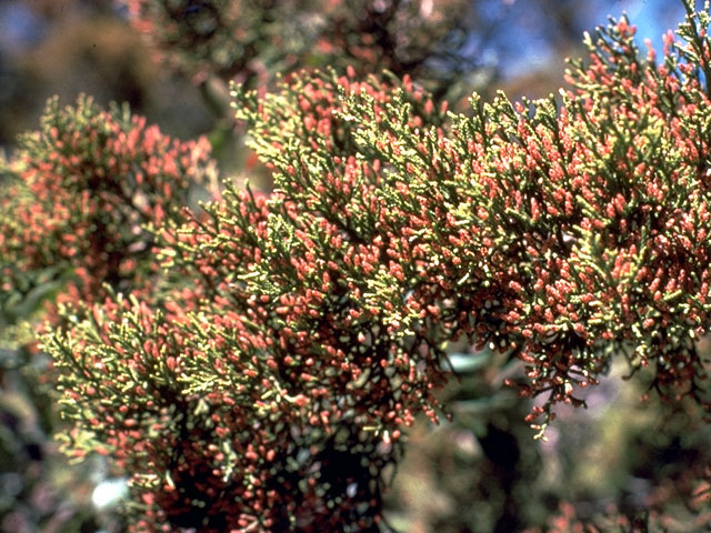 Juniperus ashei (Ashe juniper) #16757