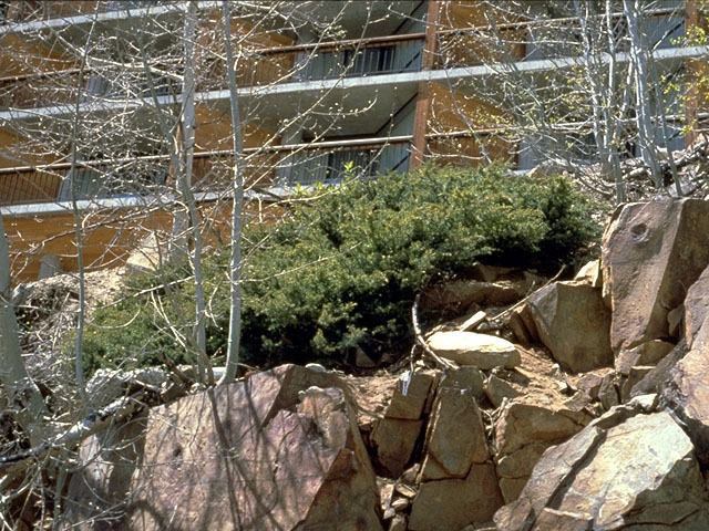 Juniperus communis (Common juniper) #16759