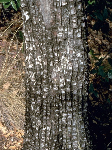 Juniperus deppeana (Alligator juniper) #16762