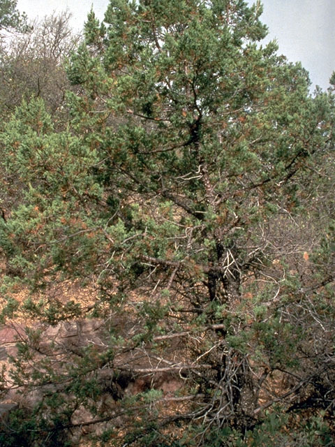 Juniperus deppeana (Alligator juniper) #16763