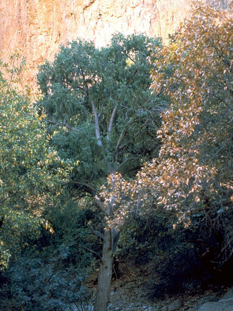 Juniperus flaccida (Weeping juniper) #16764