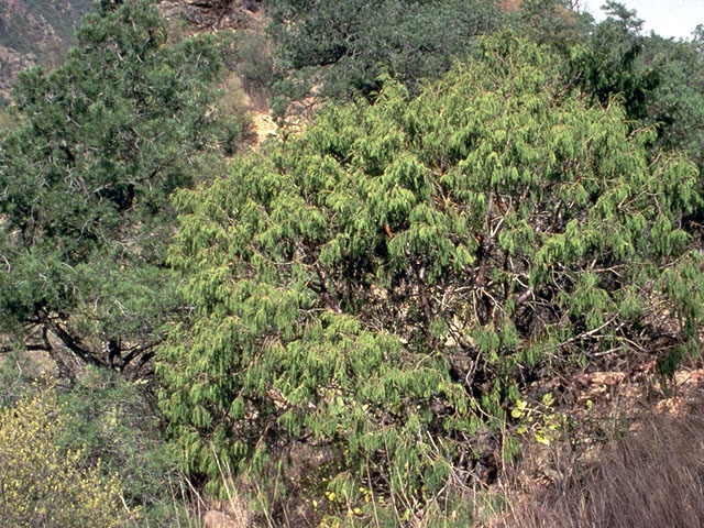 Juniperus flaccida (Weeping juniper) #16765