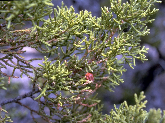 Juniperus monosperma (Oneseed juniper) #16767