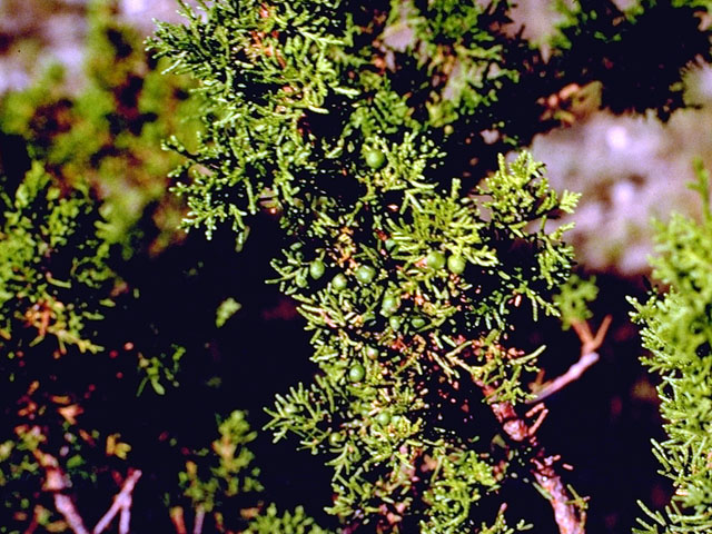 Juniperus pinchotii (Pinchot's juniper) #16768