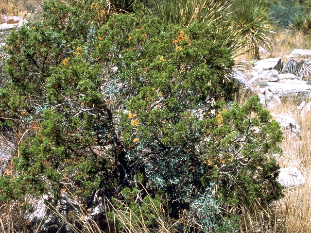 Juniperus pinchotii (Pinchot's juniper) #16769