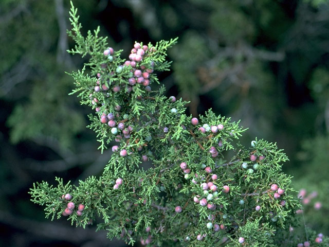 Juniperus pinchotii (Pinchot's juniper) #16770