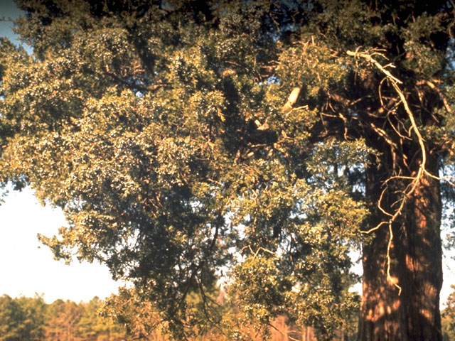 Juniperus virginiana (Eastern red cedar) #16771