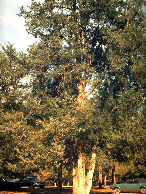 Juniperus virginiana (Eastern red cedar) #16772