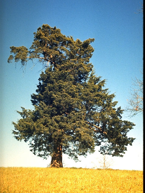 Juniperus virginiana (Eastern red cedar) #16773
