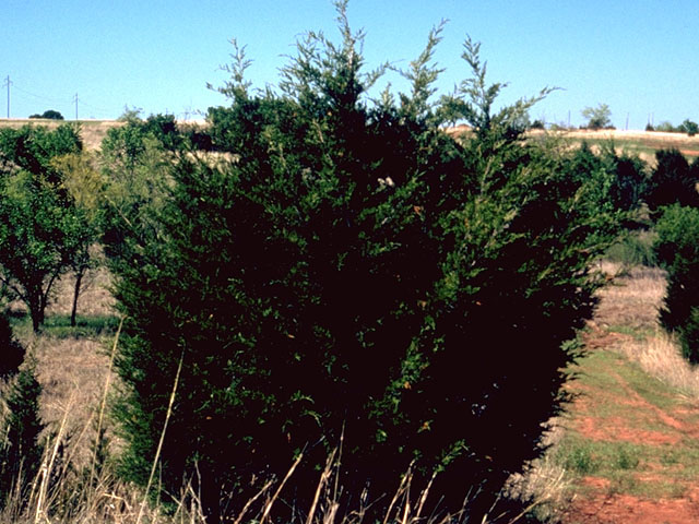 Juniperus virginiana (Eastern red cedar) #16774