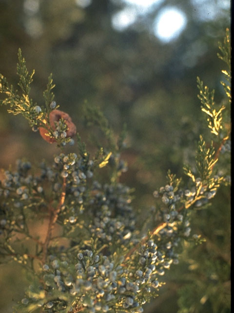Juniperus virginiana (Eastern red cedar) #16775
