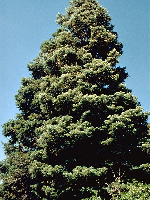 Abies concolor (White fir) #16784