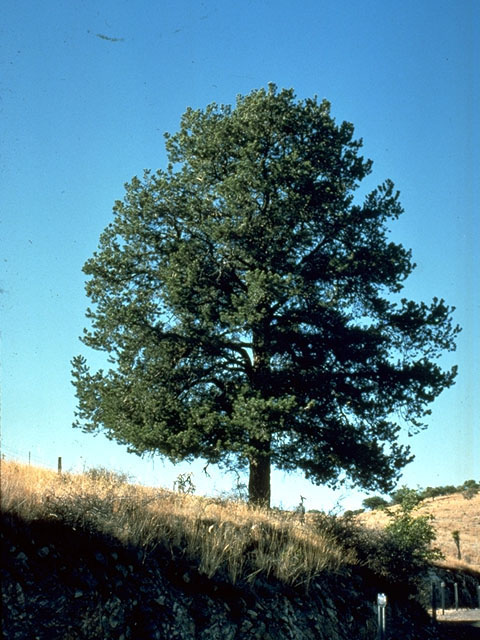 Pinus cembroides (Mexican pinyon) #16786