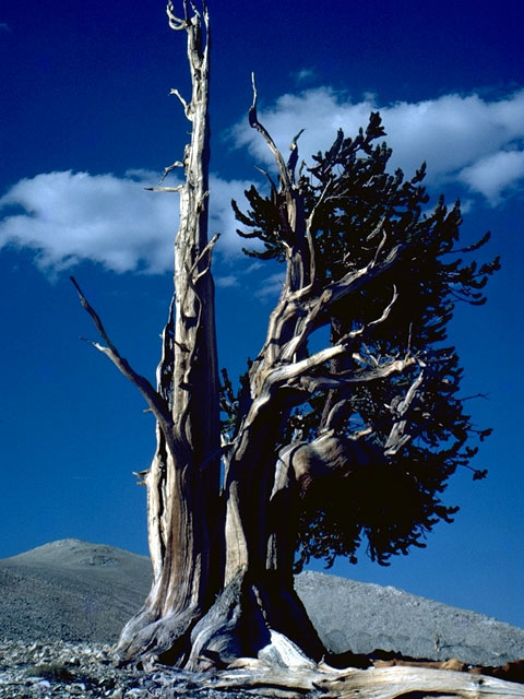 Pinus longaeva (Great basin bristlecone pine) #16791