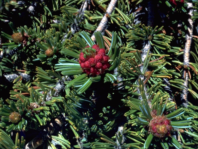 Pinus longaeva (Great basin bristlecone pine) #16792