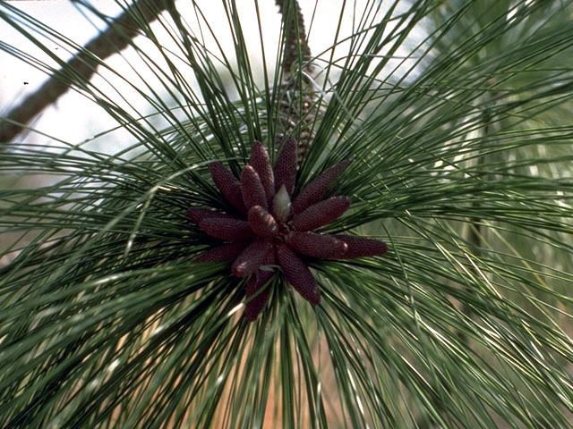 Pinus palustris (Longleaf pine) #16794